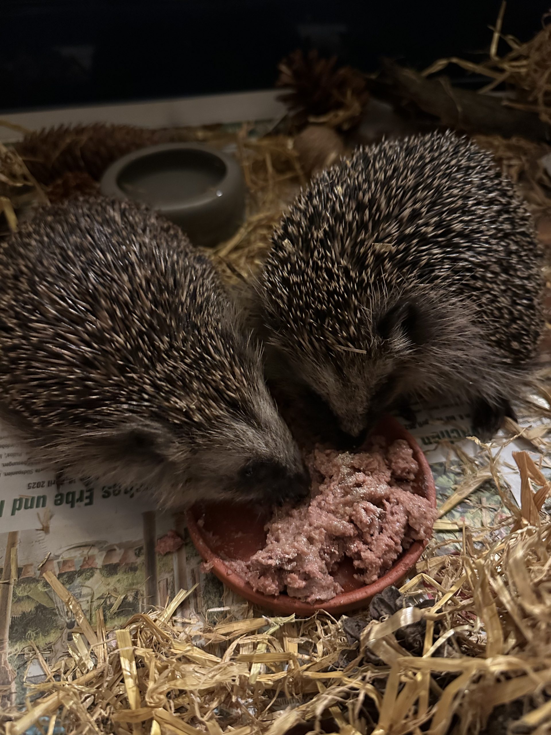 Herzensangelegenheit